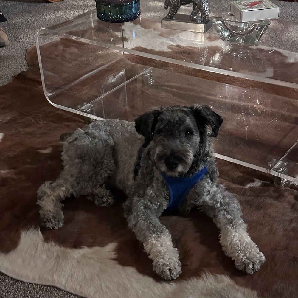 Blue Baby For sale if he keeps being a bad boy